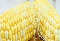 烀苞米多长时间？