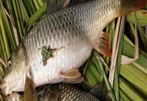 禾花鱼和鲤鱼有什么不同 附禾花鱼简介