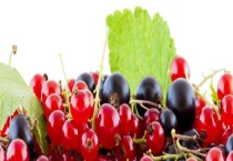 无籽葡萄怎么种的 无籽葡萄的品种