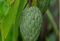 番荔枝树苗培育技术 从以下几点分析