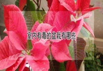 室内有毒的盆栽有哪些？