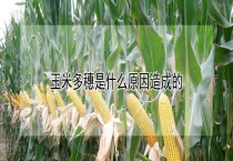 玉米多穗是什么原因造成的