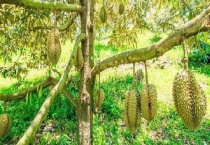 榴莲树结果需要几年 附种植多久？