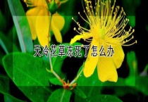 天冷花草冻死了怎么办？