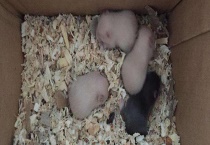 金丝熊是如何过冬的 附金丝熊的生活习性