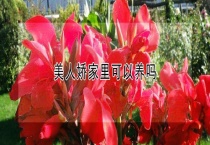 美人娇家里可以养吗？