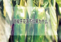 甜椒开花落不结果为什么？