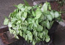 斑斓叶是什么植物