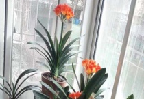 怎样判断君子兰是否该浇水