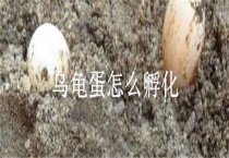 乌龟蛋怎么孵化