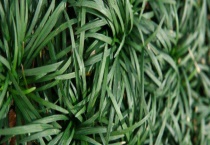 玉龙草与麦冬的区别？