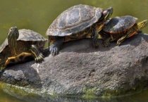 养的巴西龟死了8预兆是什么？