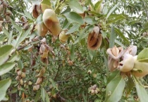 杏仁主要分布在哪里 需要怎样的栽培条件