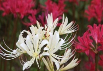 曼陀罗华是彼岸花吗？