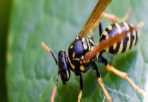 马蜂喜欢在什么地方做窝 附马蜂蜂巢形状