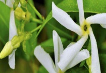 风车茉莉有毒吗？