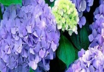 绣球花的繁殖方法有哪些？具体怎么操作