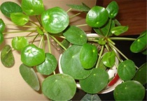 镜面草下垂怎么办？