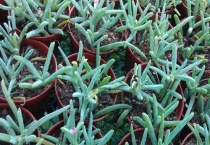 奔龙多肉植物有毒吗？