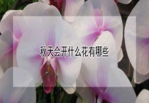 秋天会开什么花有哪些？
