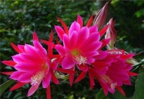 令箭荷花怎么看是花芽