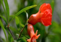 石榴花盆栽的养殖多久？