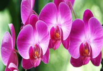 蝴蝶兰灰霉病的症状与防治 以及其发病规律