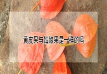 黄皮果与姑娘果是一样的吗？