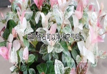 花叶络石可以净化空气吗？