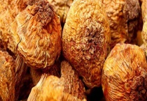 松茸和姬松茸的区别？ 详情介绍