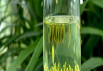 太湖翠竹属于什么茶 附功效与作用