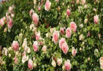 月季和玫瑰的区别？ 详细介绍