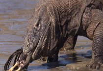 科莫多巨蜥吃人吗？有天敌吗？有毒吗？