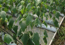 无土栽培的植物有哪些 附水养植物的优势及注意事项