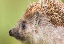 刺猬的过冬办法 刺猬的特征有哪些？