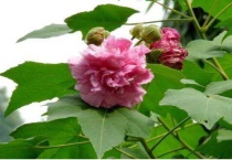 泡泡花是一种什么花