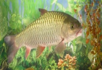 鲤鱼在一年时间内能够长多大 养殖鲤鱼有哪些高产技巧