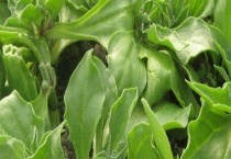 冰菜可不可以生吃 附冰菜的种植多久？