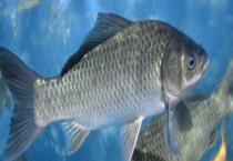 鲫鱼是淡水鱼还是海鱼 附鲫鱼的挑选多久？