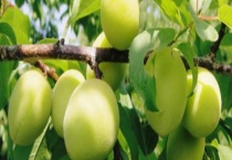 青梅一般种植几年能结果 青梅能直接吃吗？