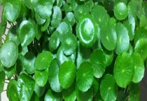 铜钱草和碗莲有什么不同 附铜钱草的栽培技术