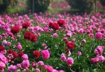 地栽芍药冬天会冻死吗？