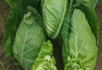 牛心菜能不能生吃 牛心菜和包菜有什么区别？？