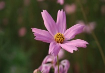 波斯菊有毒吗？