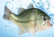 水库鲈鱼可以繁殖吗 食用时有什么注意事项