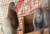 元宝鸽该如何养殖 这四点是关键