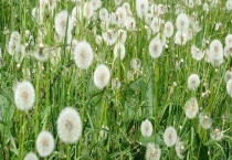 蒲公英靠什么传播种子 附蒲公英生长条件要求