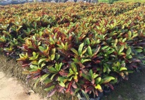 如何看变叶木有没有发芽