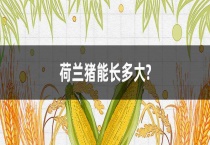 荷兰猪能长多大？