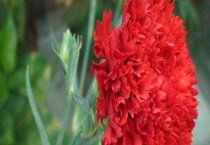 康乃馨的生长习性 喜光照且不耐炎热